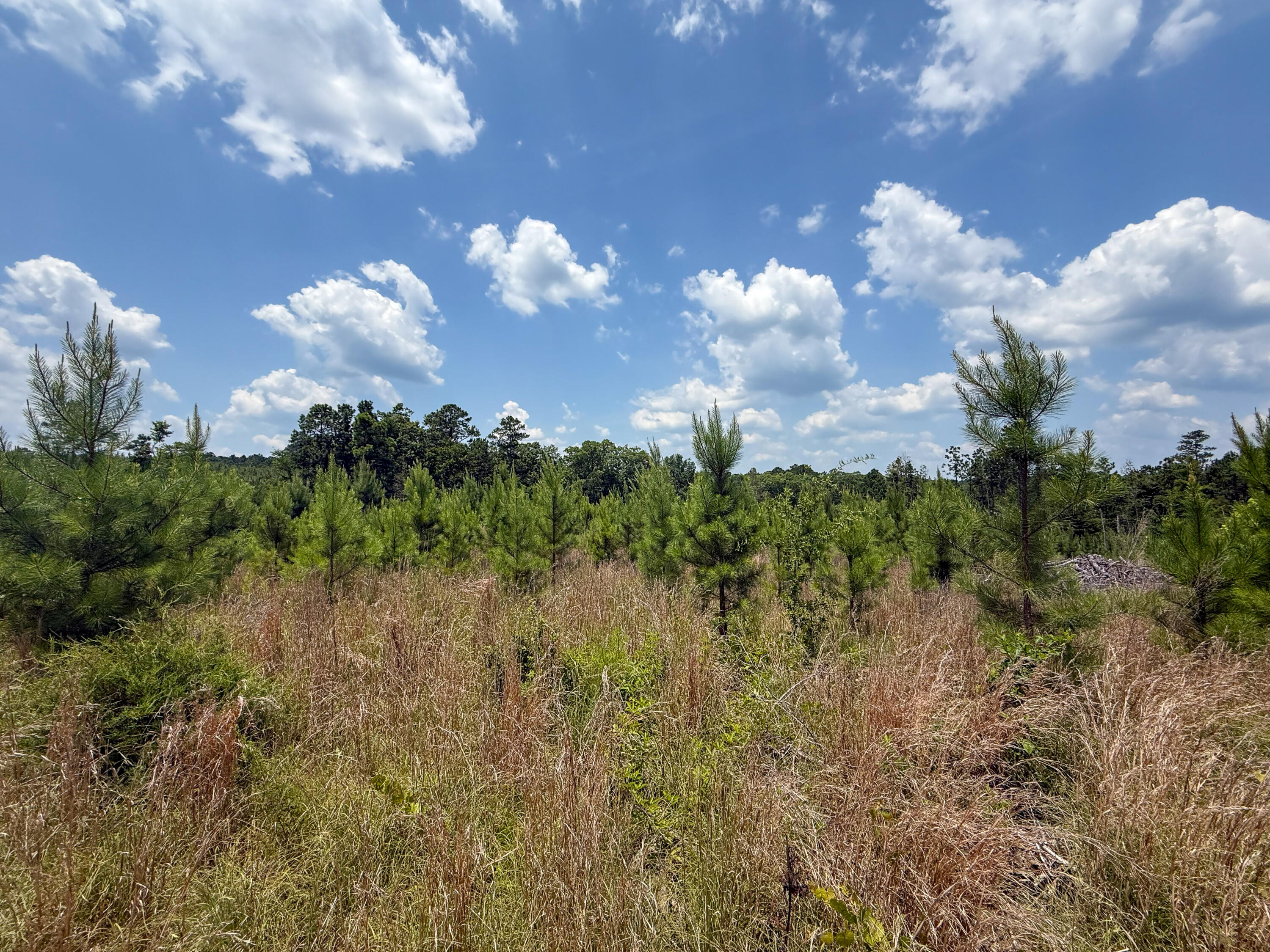 0 Buckhead Road Blair, SC 29015 - Photo 10 of 29 Compass South Land Sales Buckhead Road-1