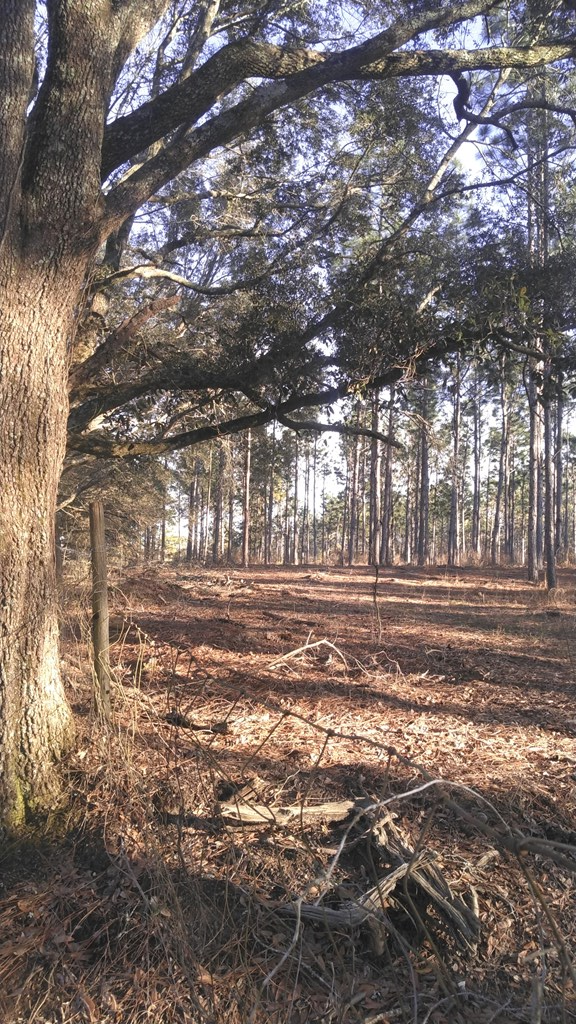 0 County Road 91 Slocomb, AL 36375 - Photo 4 of 5