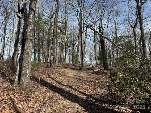 a view of a backyard with large trees
