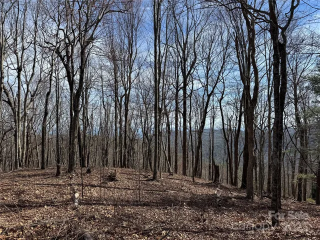 a view of a backyard with large trees