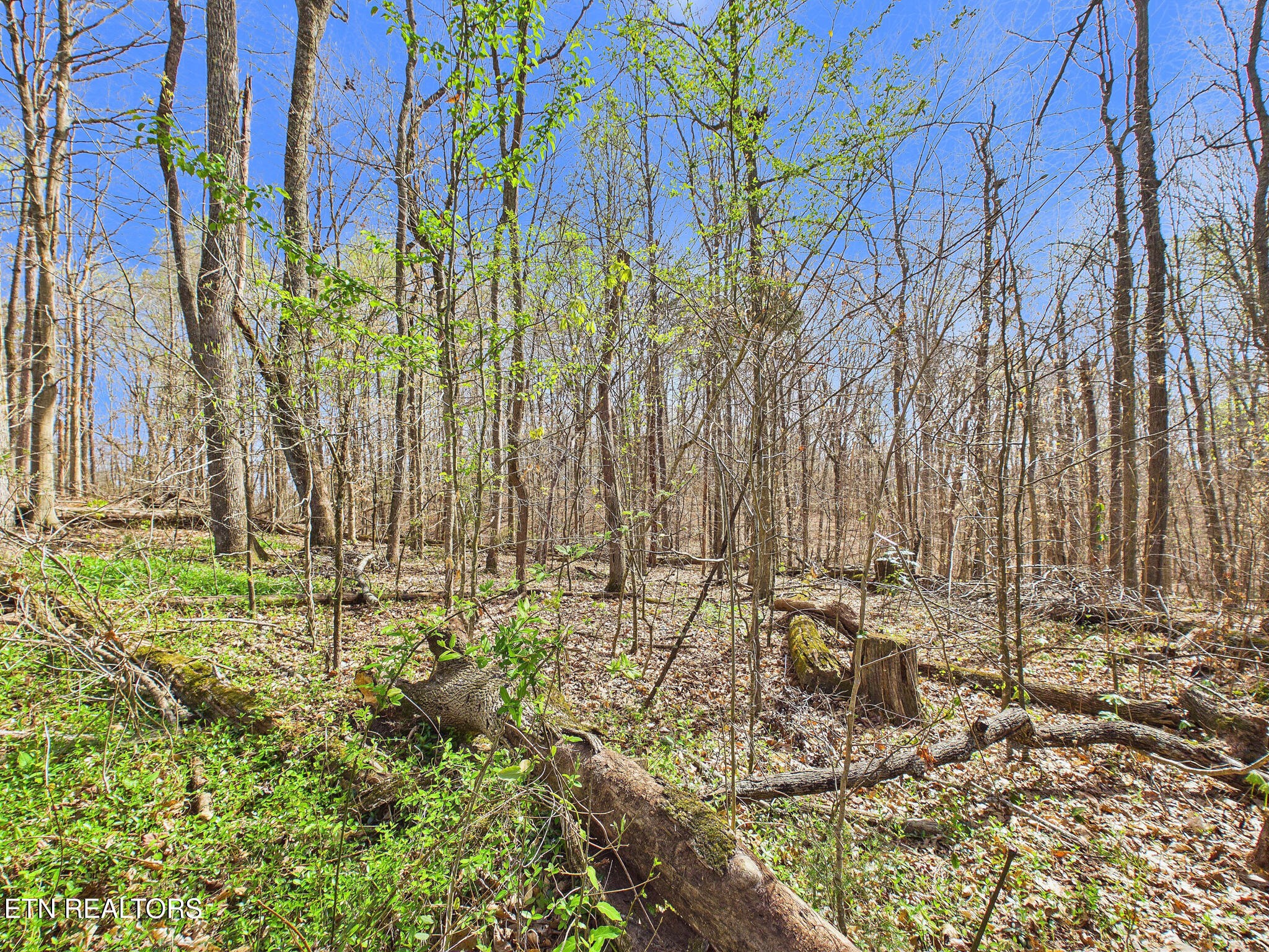 299 Moss Boat Dock Lane Decatur, TN 37322 - Photo 2 of 15
