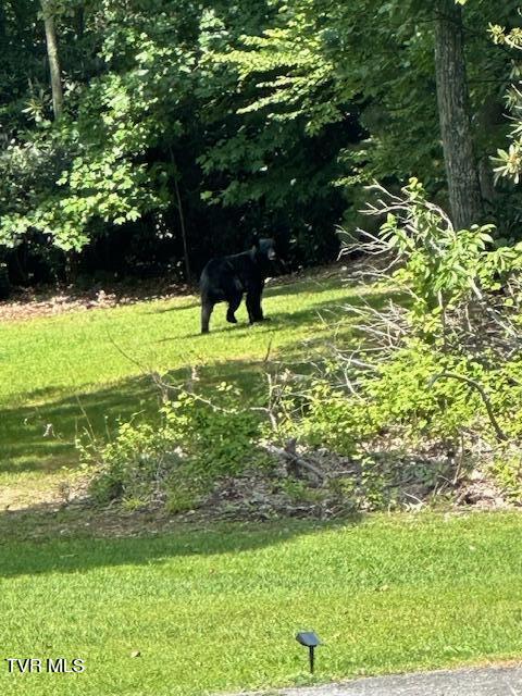 212 Upper Cliffside Drive Elizabethton, TN 37643 - Photo 105 of 130 IMG_0021