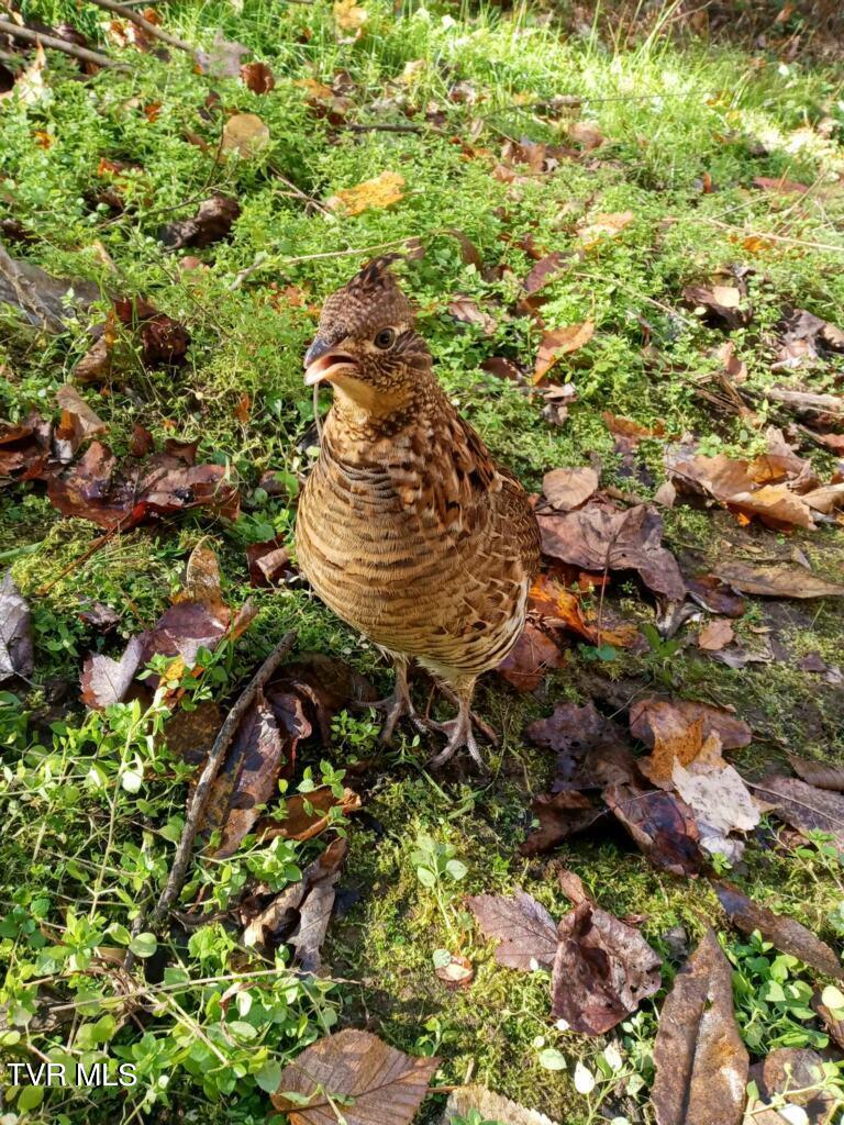 212 Upper Cliffside Drive Elizabethton, TN 37643 - Photo 80 of 130 imagejpeg_0