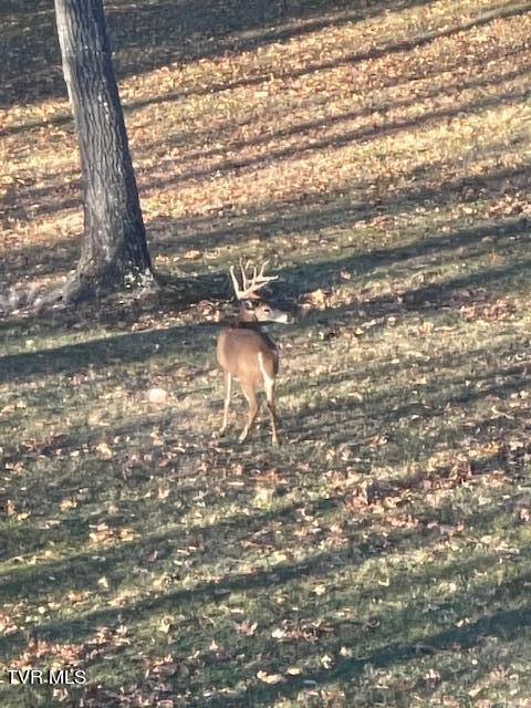212 Upper Cliffside Drive Elizabethton, TN 37643 - Photo 81 of 130 IMG_1318