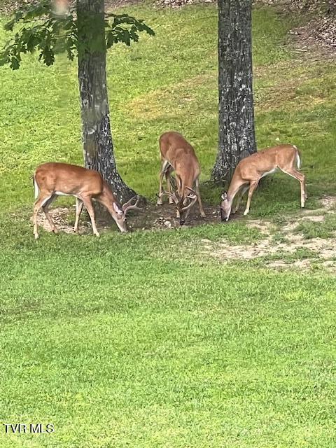 212 Upper Cliffside Drive Elizabethton, TN 37643 - Photo 82 of 130 IMG_6579