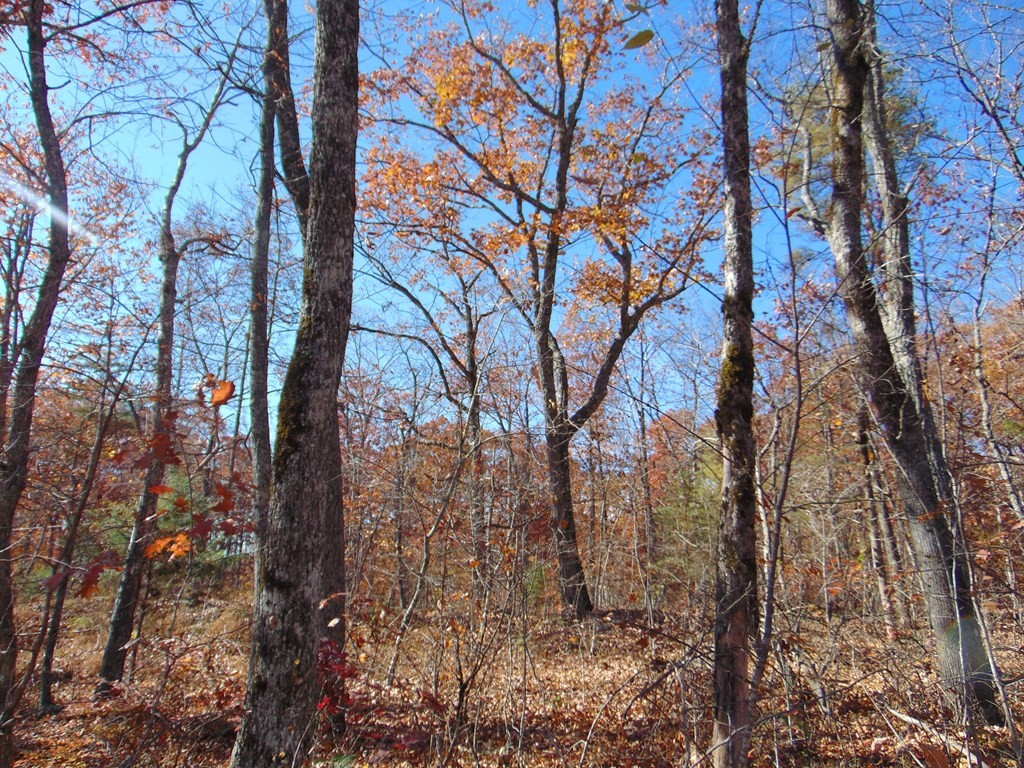 0 Raccoon Ridge Road Spring City, TN 37381 - Photo 6 of 70
