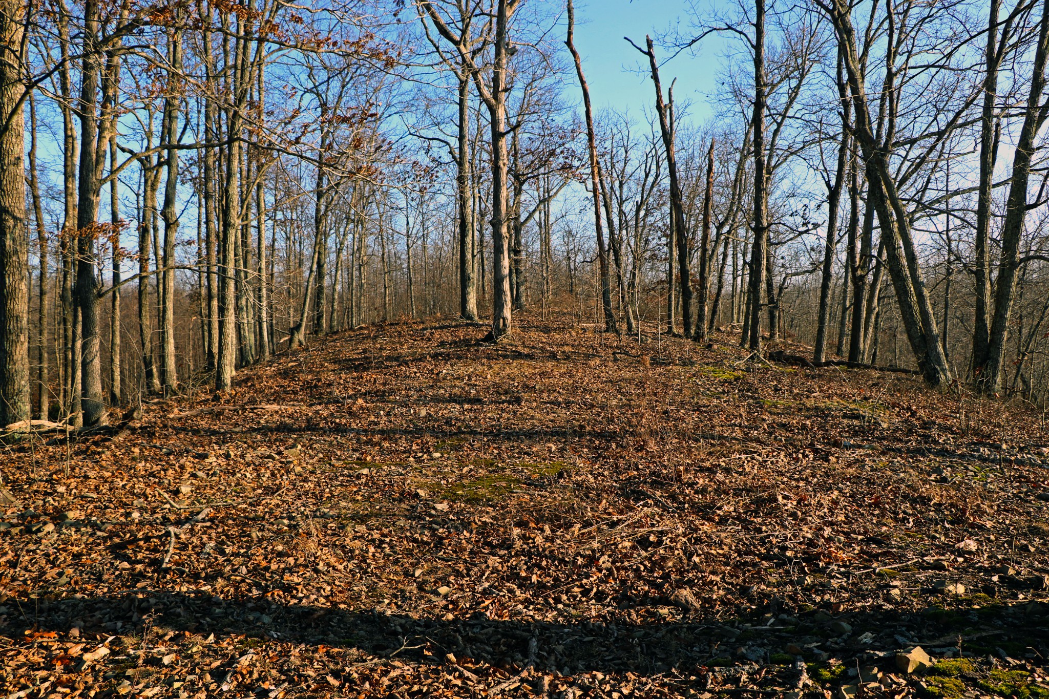 0 Ridge Top Road Stewart, TN 37175 - Photo 4 of 10 a view of a backyard of the house