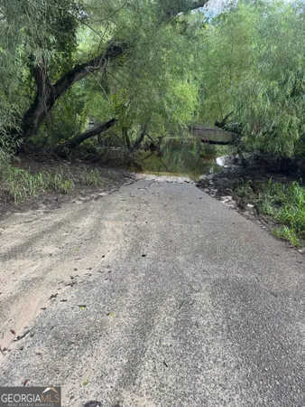 a view of a forest with trees in the background
