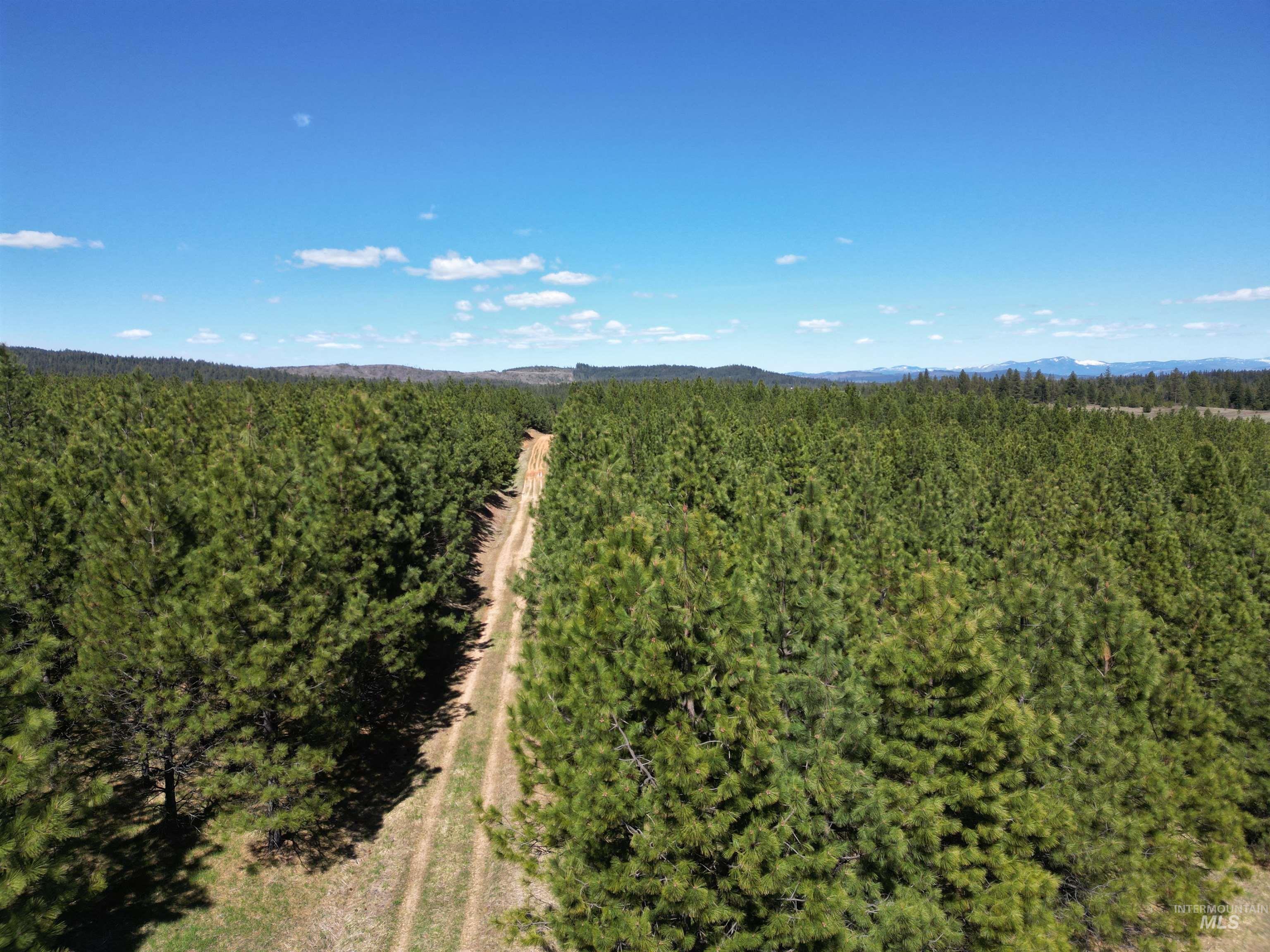 Tbd Middle Road Ahsahka, ID 83520 - Photo 16 of 31 Drone / aerial view of a forest