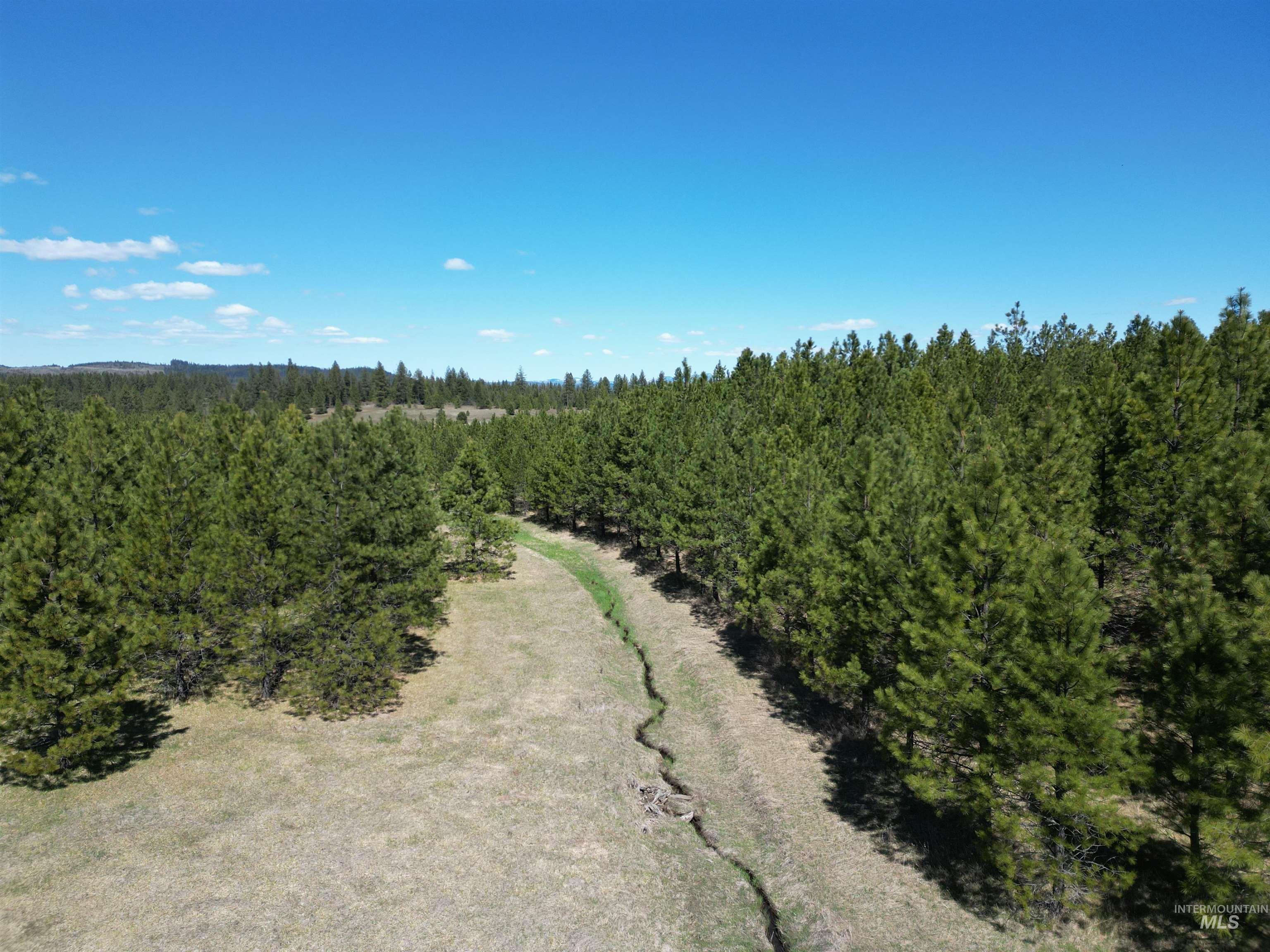 Tbd Middle Road Ahsahka, ID 83520 - Photo 19 of 31 Drone / aerial view of a forest