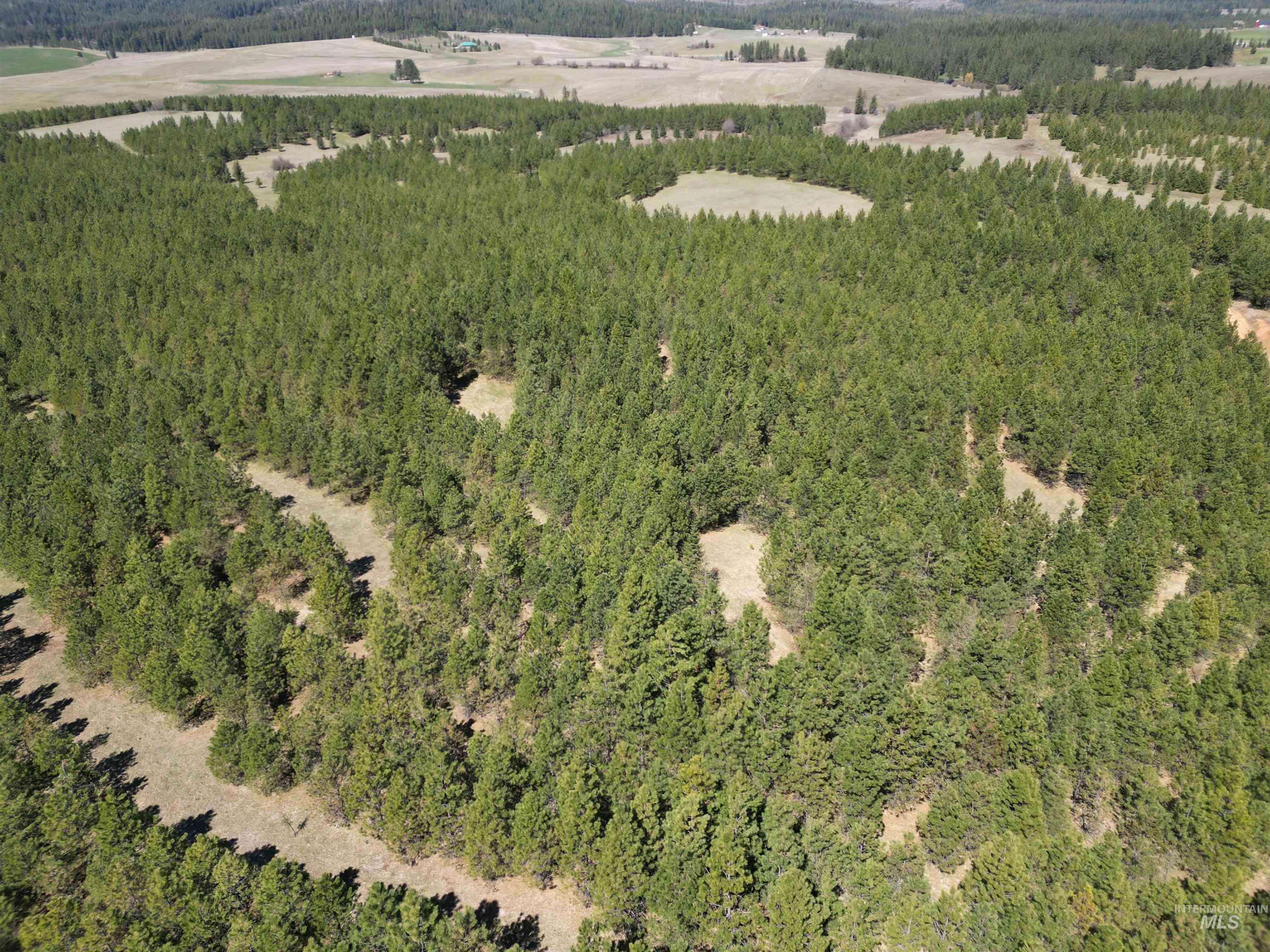 Tbd Middle Road Ahsahka, ID 83520 - Photo 5 of 31 View of property location with a forest