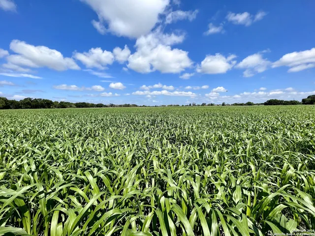 a view of a big yard with lots of green space