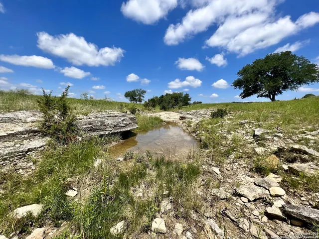 a view of a yard with a tree