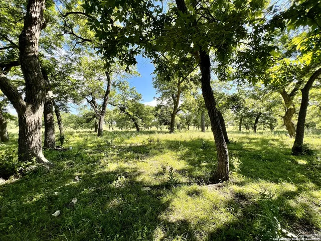 a view of yard with trees