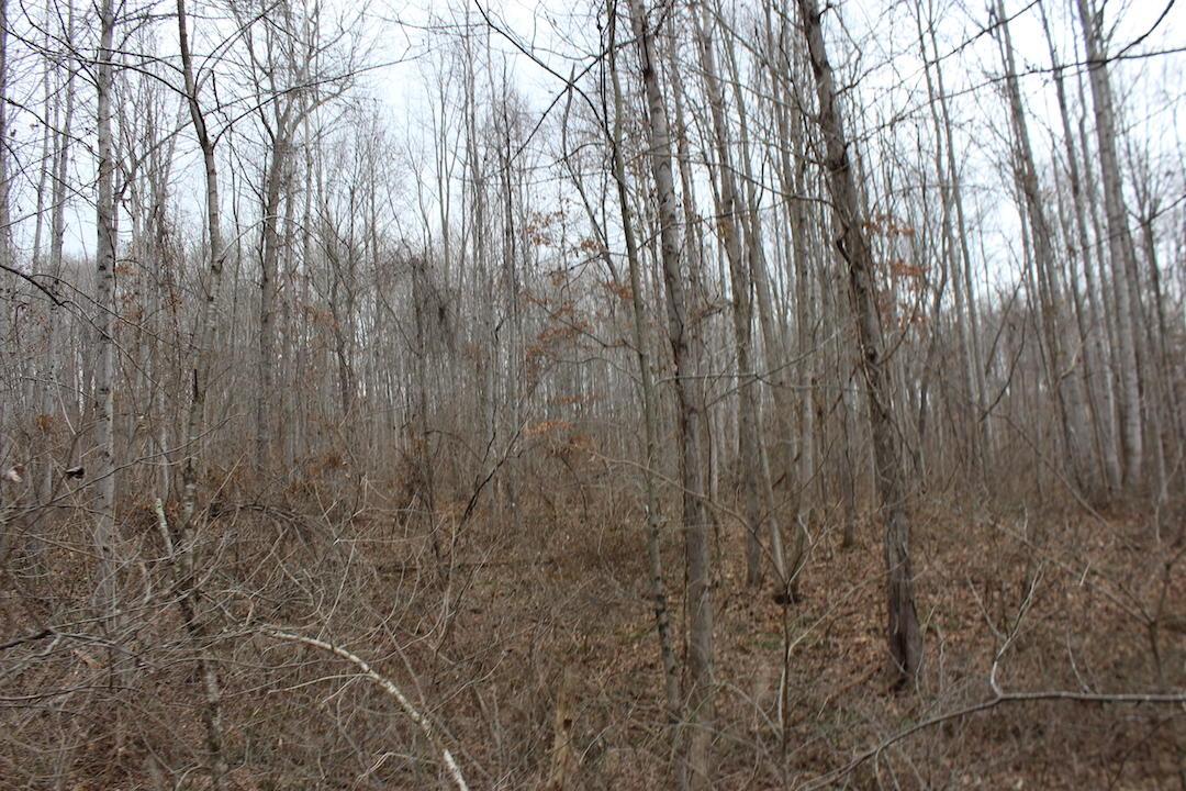 0 Whaleytown Road Jackson, OH 45640 - Photo 11 of 34 Gallery Image 11