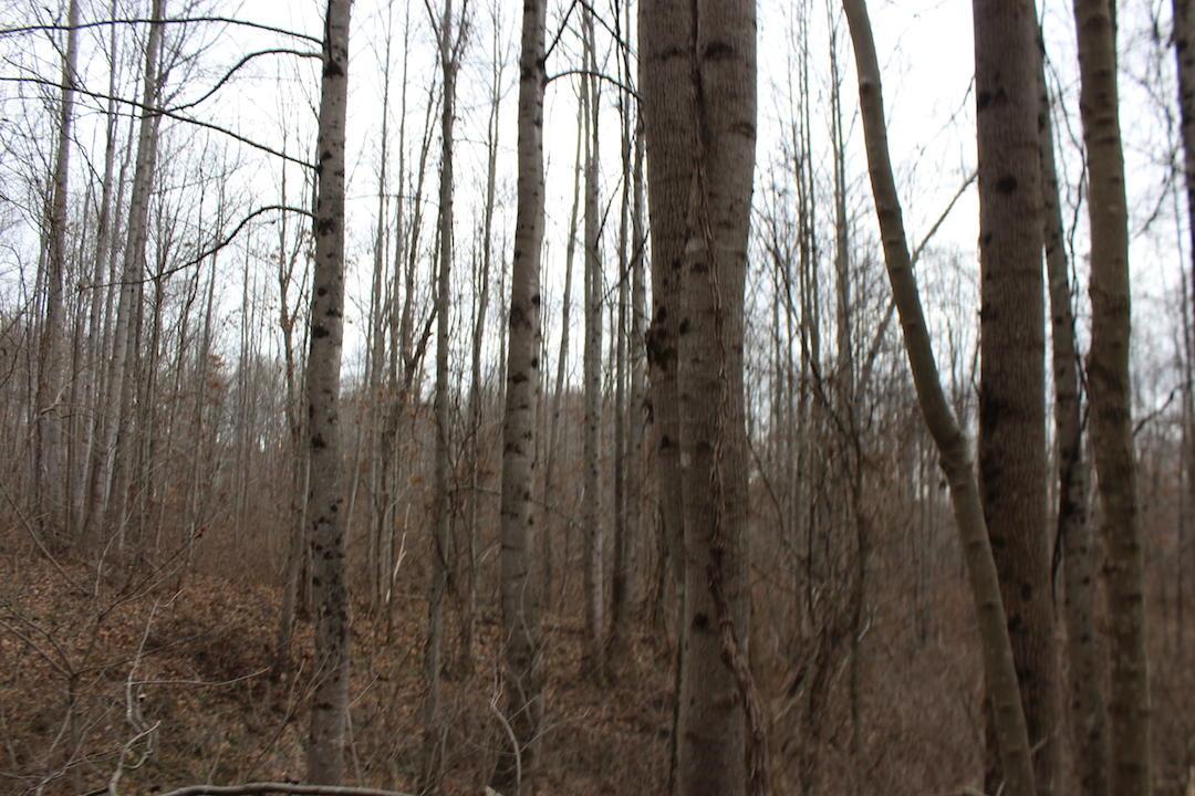 0 Whaleytown Road Jackson, OH 45640 - Photo 12 of 34 Gallery Image 12