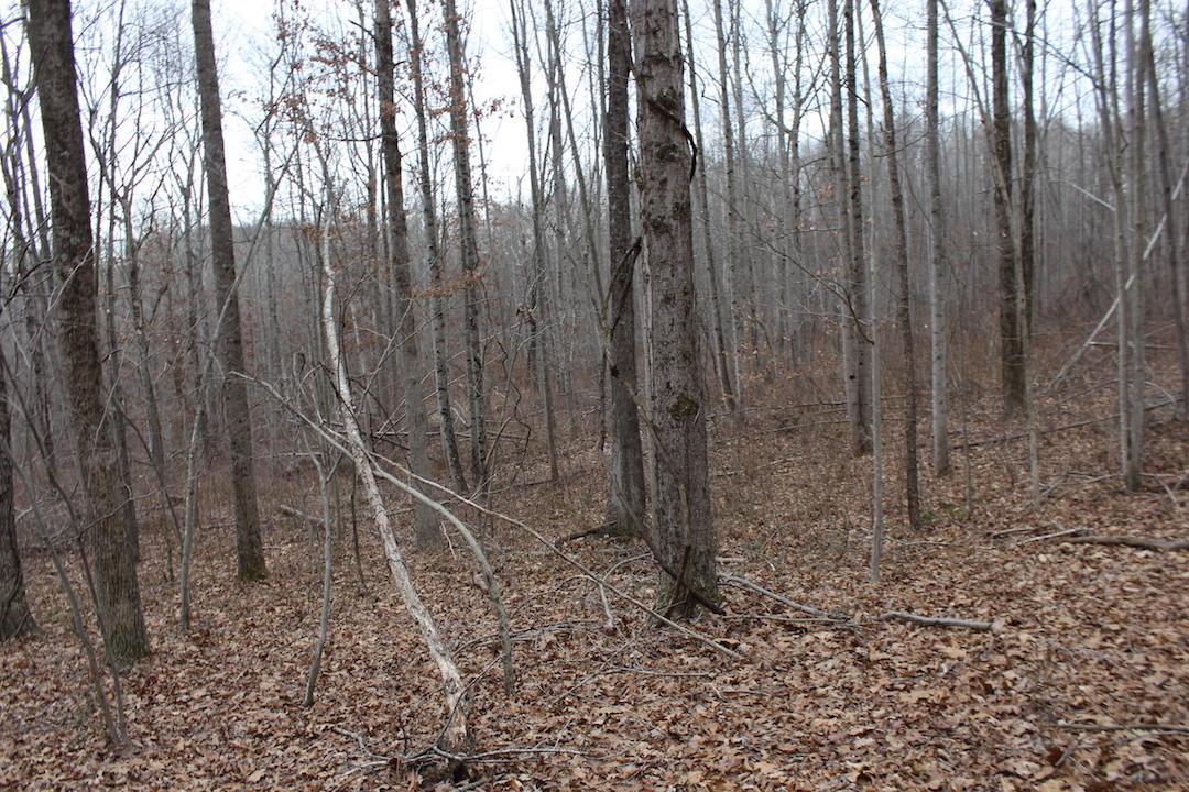 0 Whaleytown Road Jackson, OH 45640 - Photo 21 of 34 Gallery Image 21