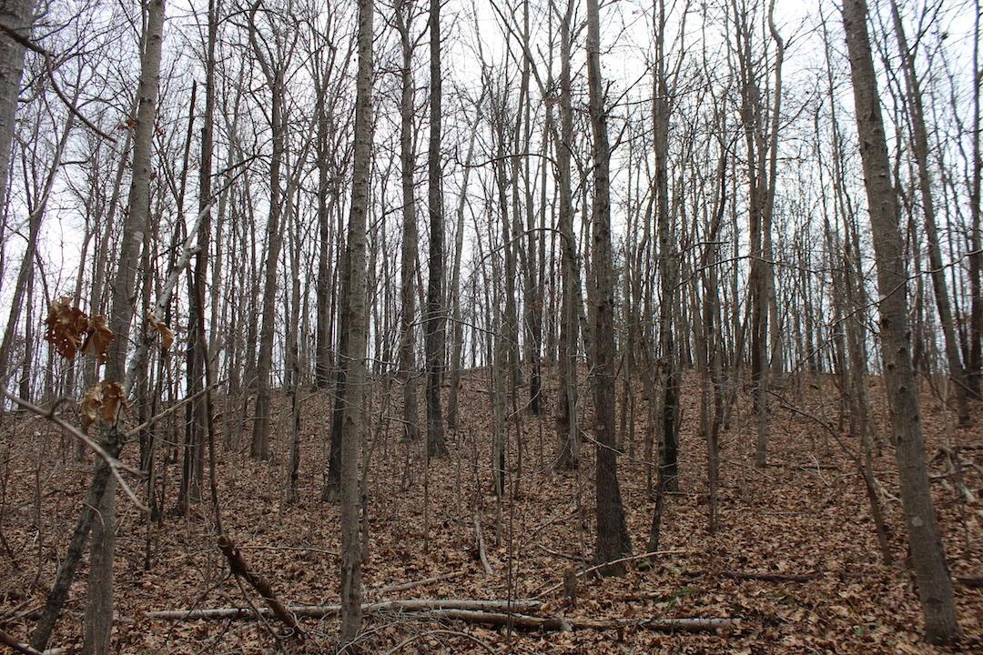 Gallery Image 7