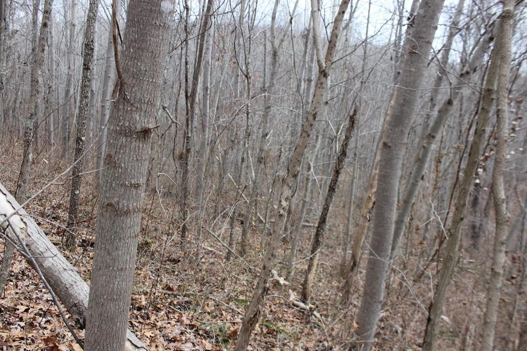 0 Whaleytown Road Jackson, OH 45640 - Photo 9 of 34 Gallery Image 9