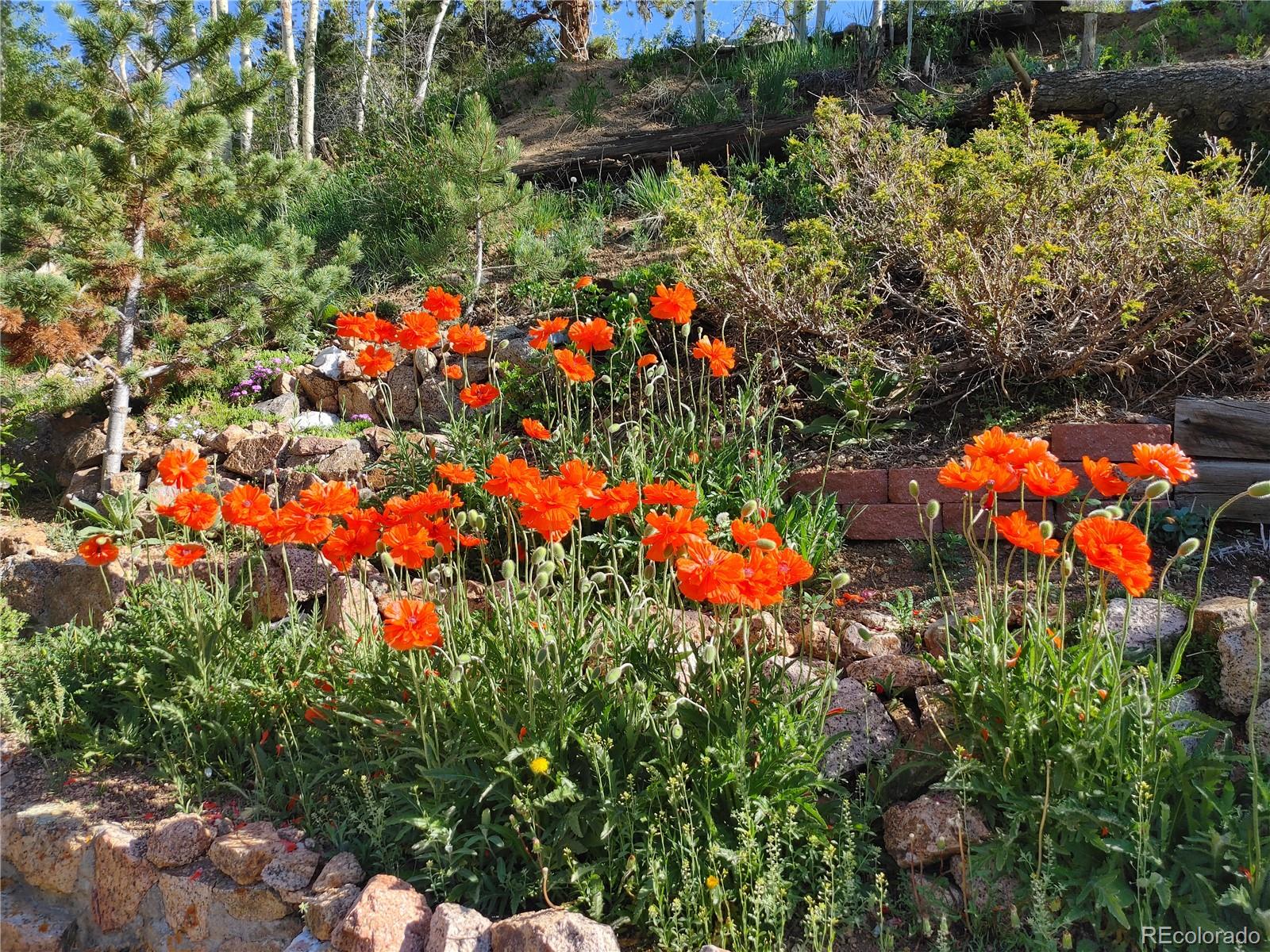 258 P61 Road Bailey, CO 80421 - Photo 28 of 40 Gallery Image 28