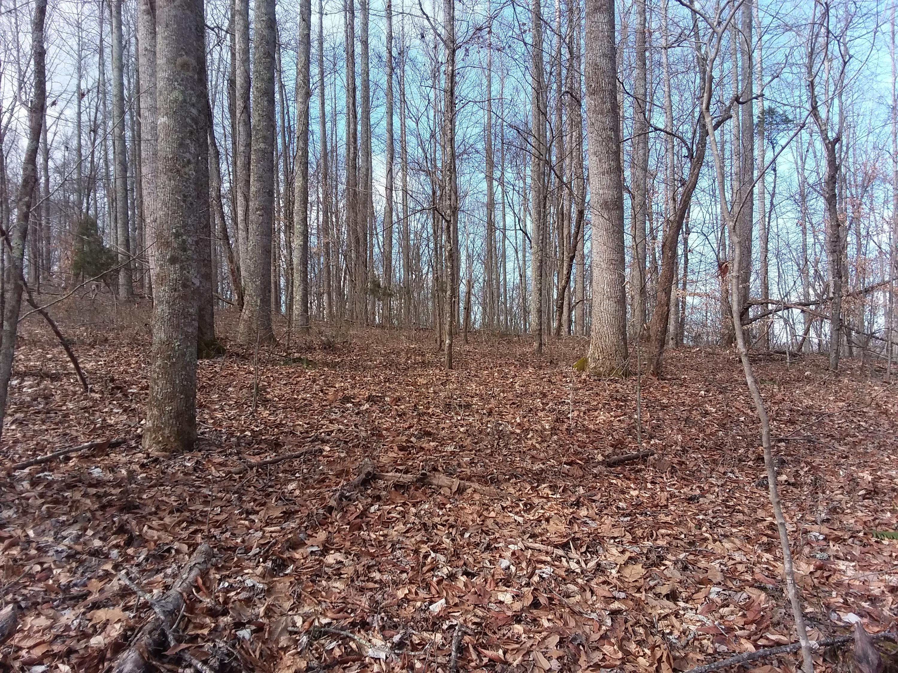 Oo Chestnut Ridge Road Eidson, TN 37731 - Photo 1 of 11 20190130_120816