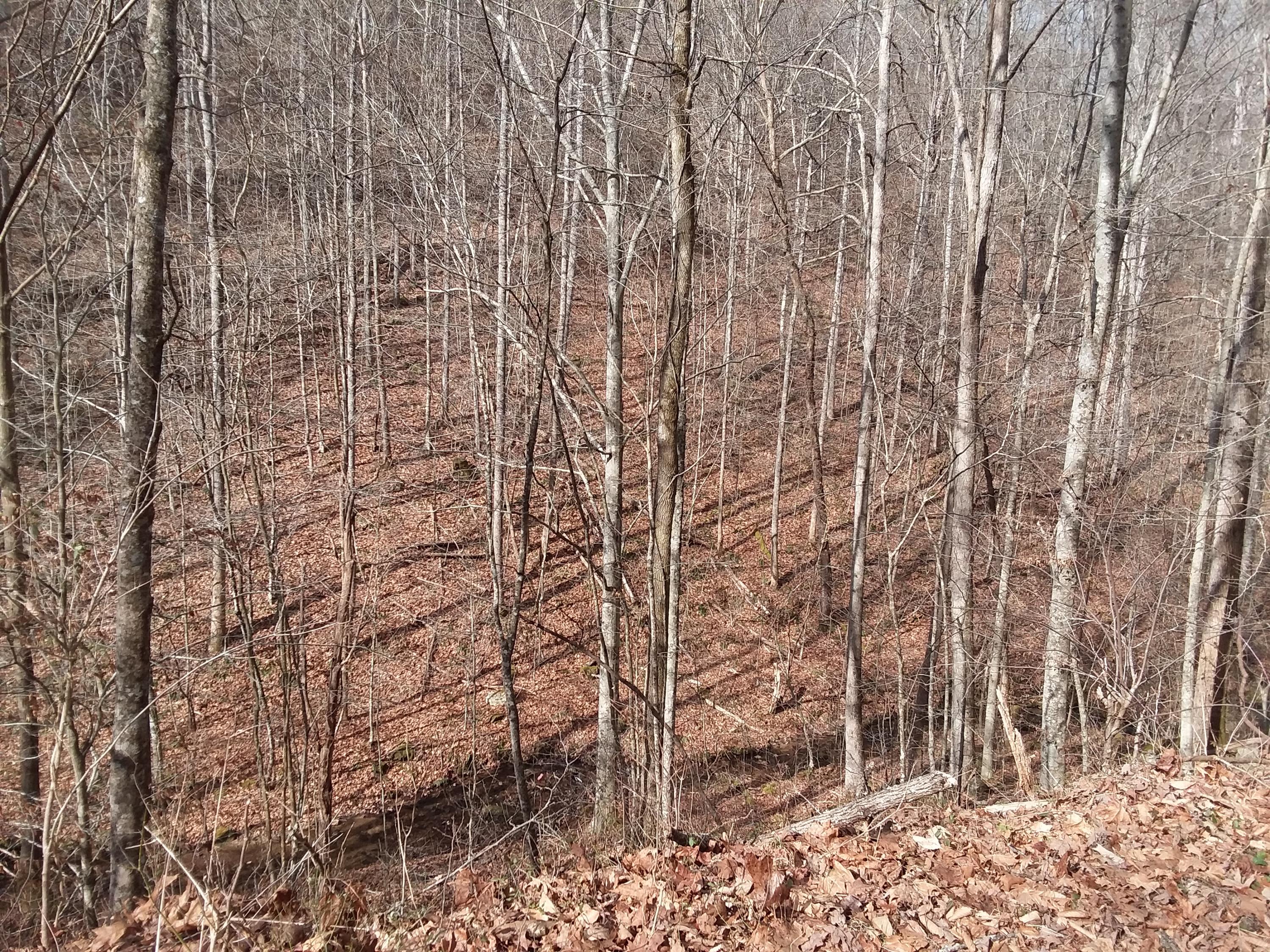 Oo Chestnut Ridge Road Eidson, TN 37731 - Photo 4 of 11 20190130_114000