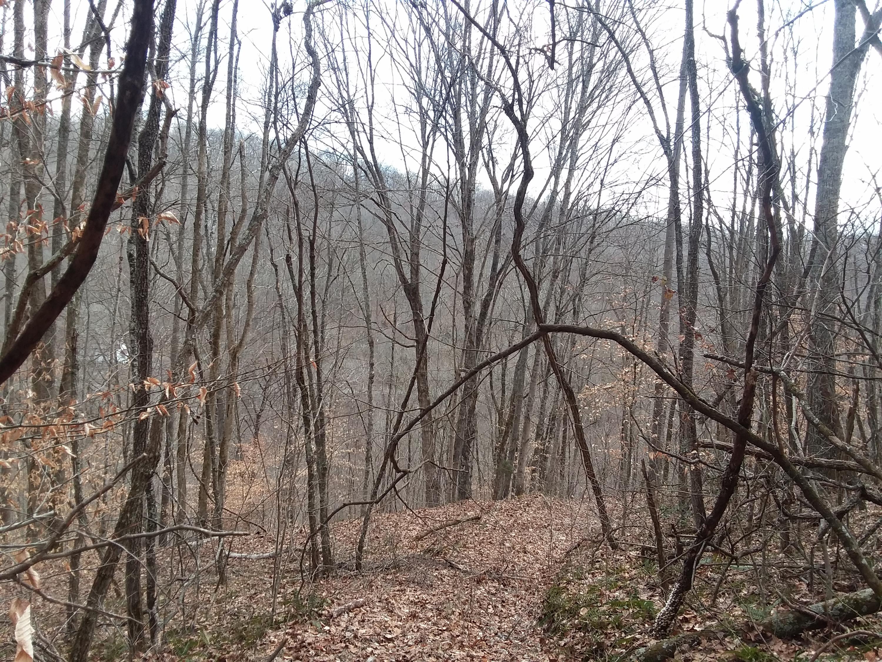 Oo Chestnut Ridge Road Eidson, TN 37731 - Photo 5 of 11 20190130_120206