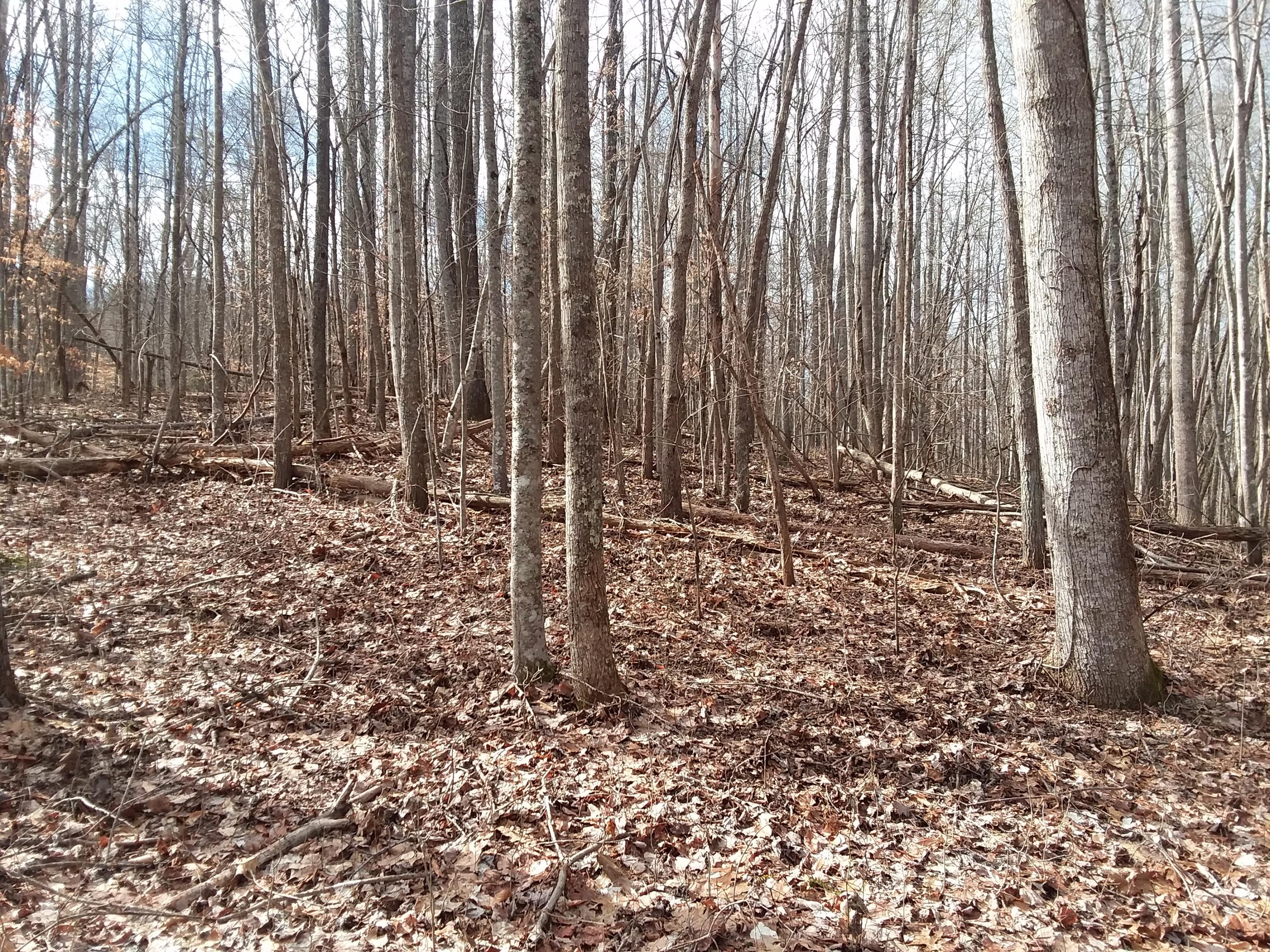 Oo Chestnut Ridge Road Eidson, TN 37731 - Photo 9 of 11 20190130_120636