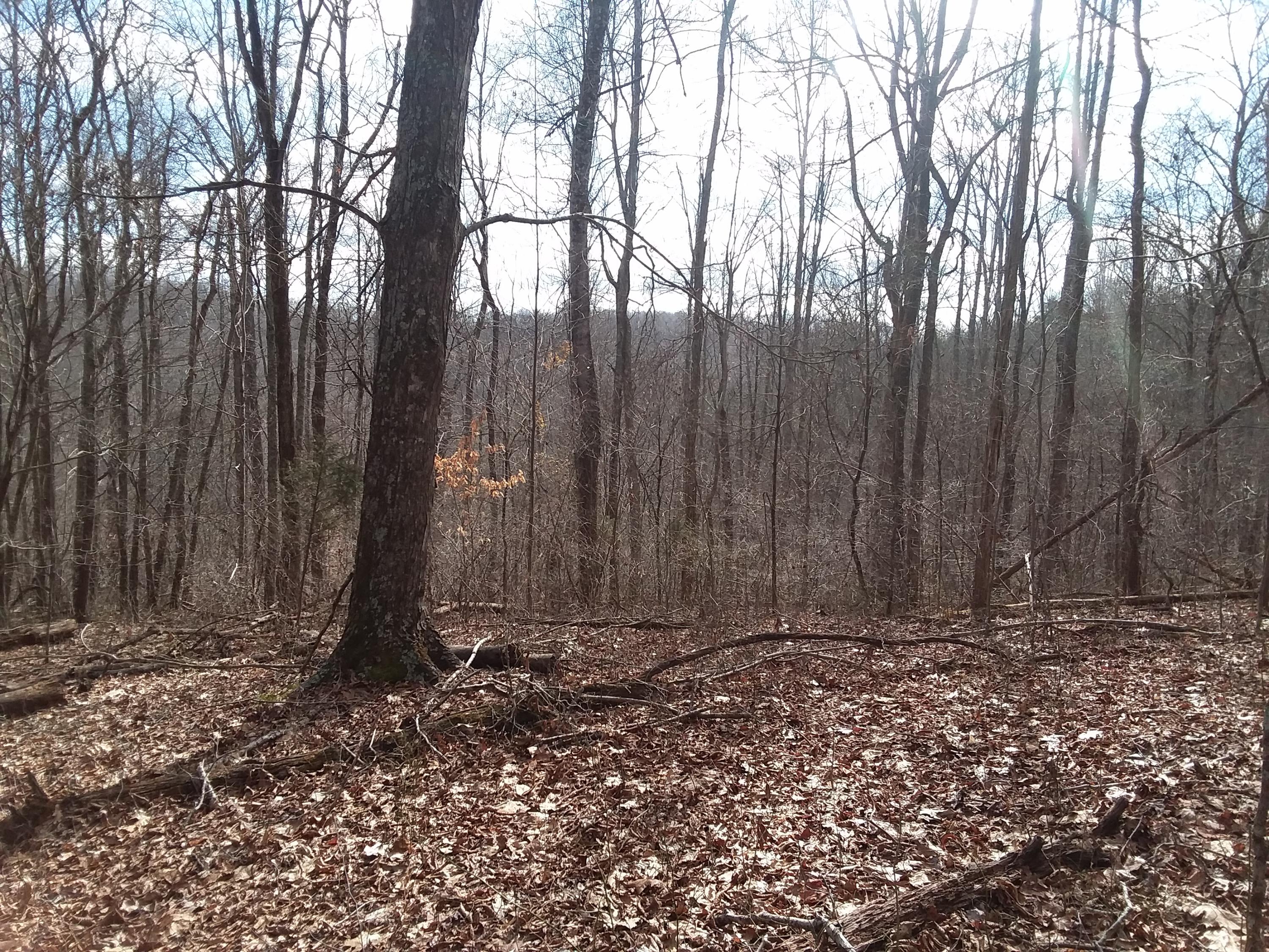 Oo Chestnut Ridge Road Eidson, TN 37731 - Photo 10 of 11 20190130_120900
