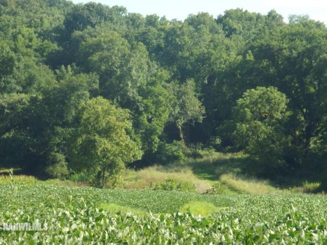1735 West Steele Road Hanover, IL 61041 - Photo 16 of 70 a view of a lush green forest with lots of trees