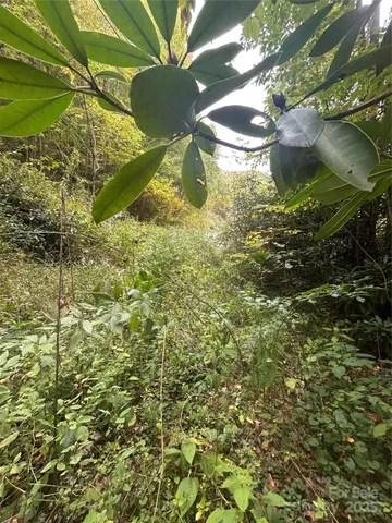 a view of a yard with plants and trees