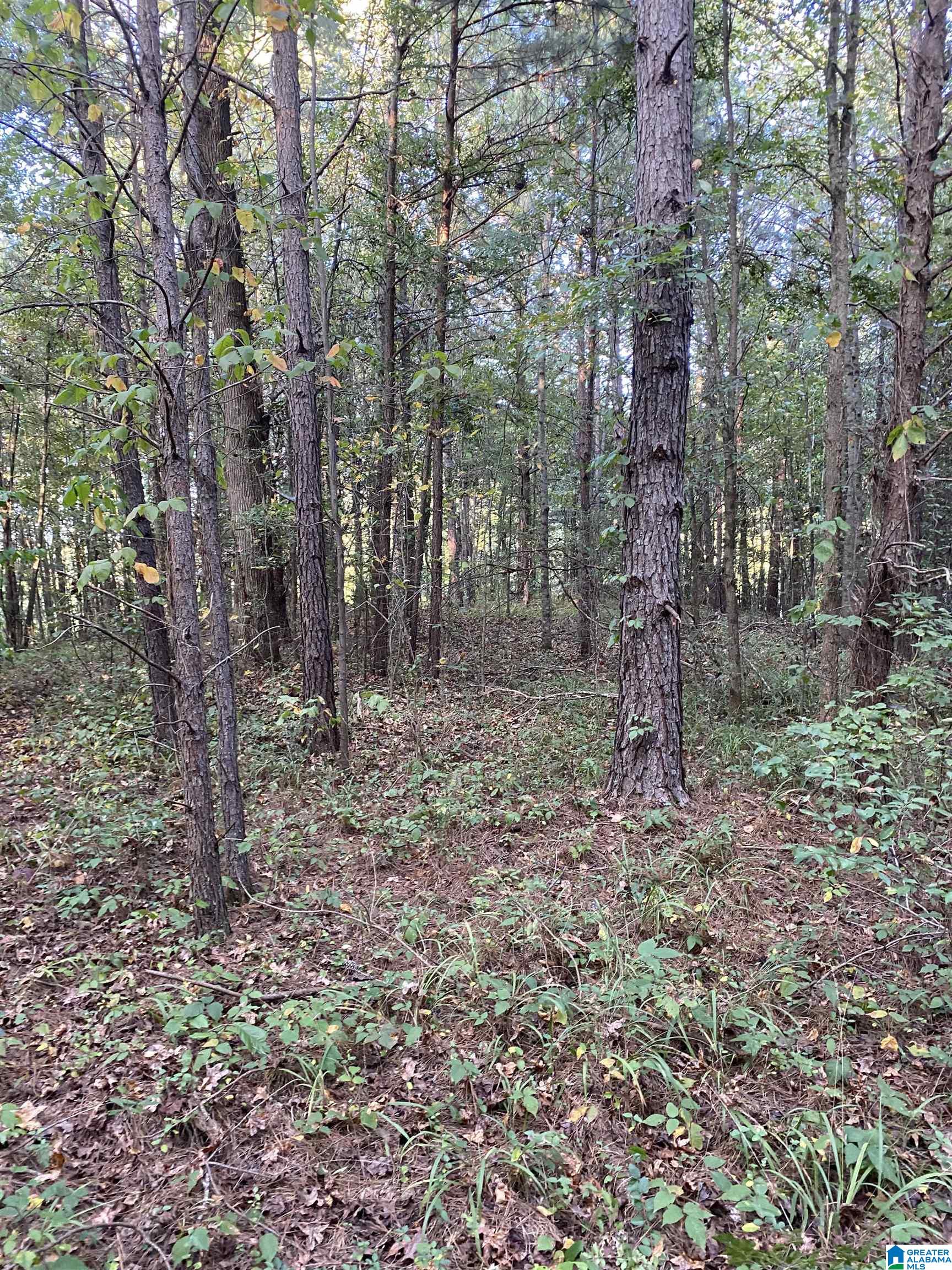 Lincoln Road, Unit 6 0 Cleveland, AL 35049 - Photo 5 of 12
