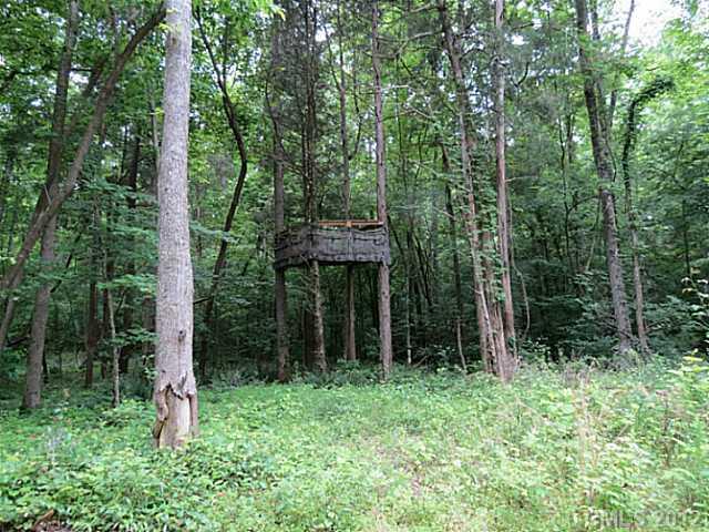 2532 Killian Road Edgemoor, SC 29712 - Photo 3 of 16 a view of a lush green forest