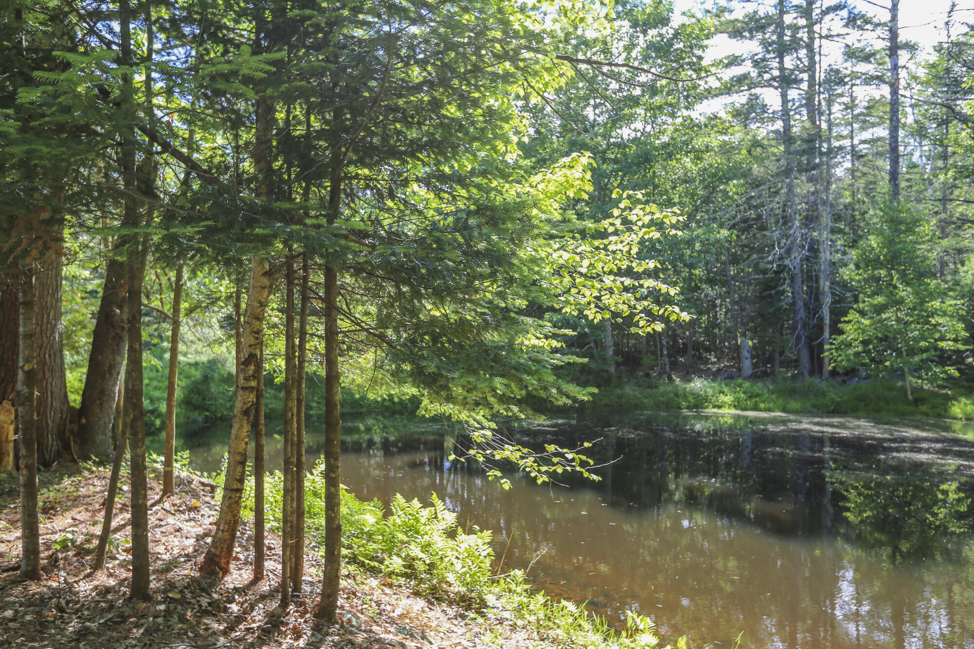 502 Curtis Road Swanville, ME 04915 - Photo 49 of 70 SearsportMaine-47