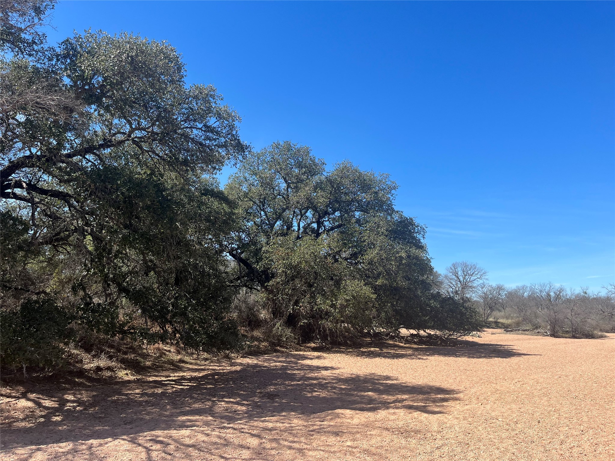 Live Oaks along Lange Creek