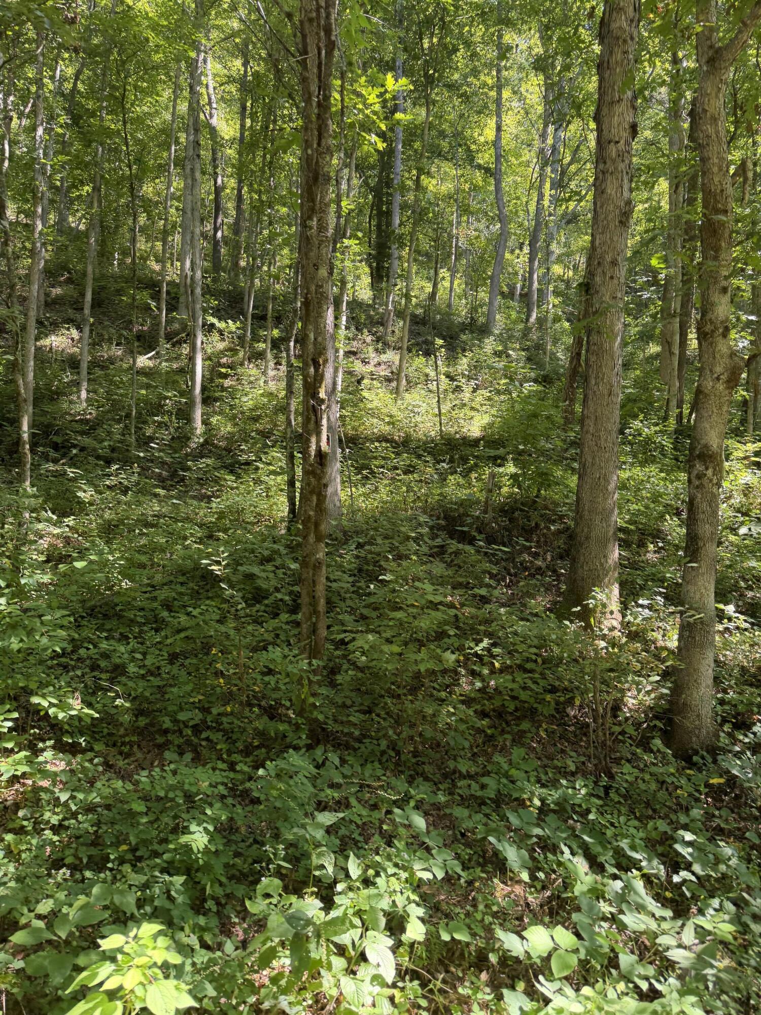 370 Roaring Fork Road Walker, KY 40997 - Photo 7 of 17 IMG_1761