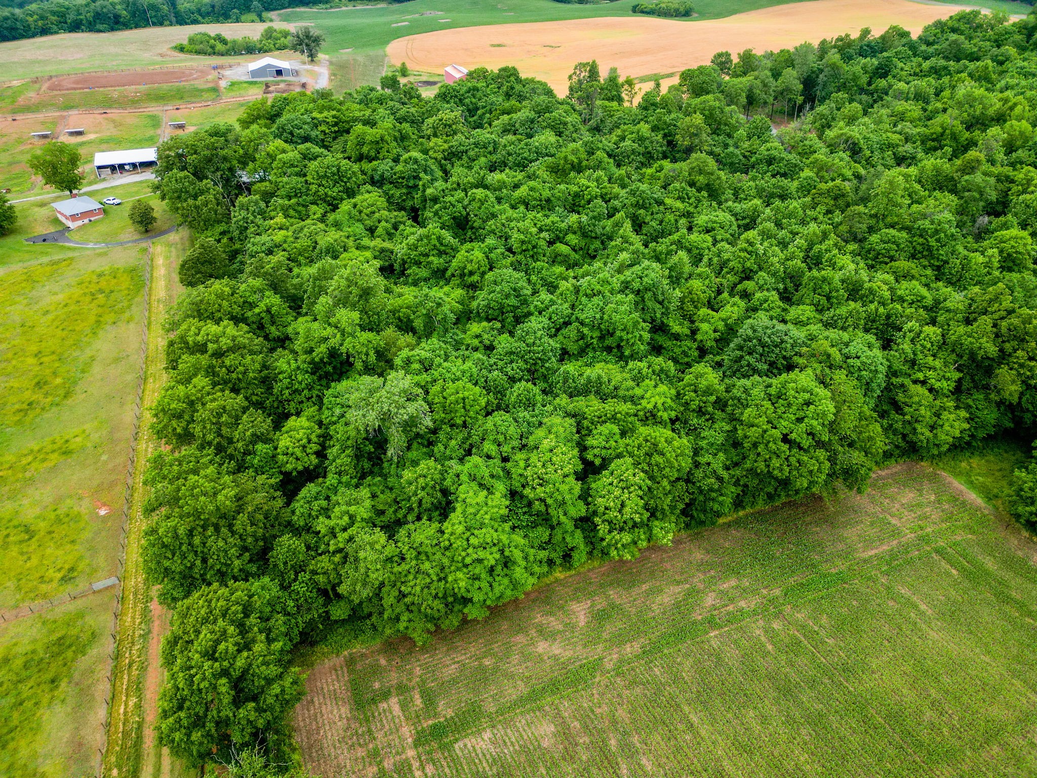 4 J J Bourne Road Adams, TN 37010 - Photo 12 of 13 a view of a yard with a tree