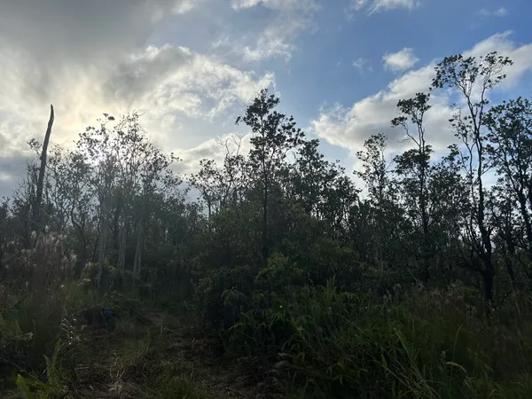 a view of a building in forest