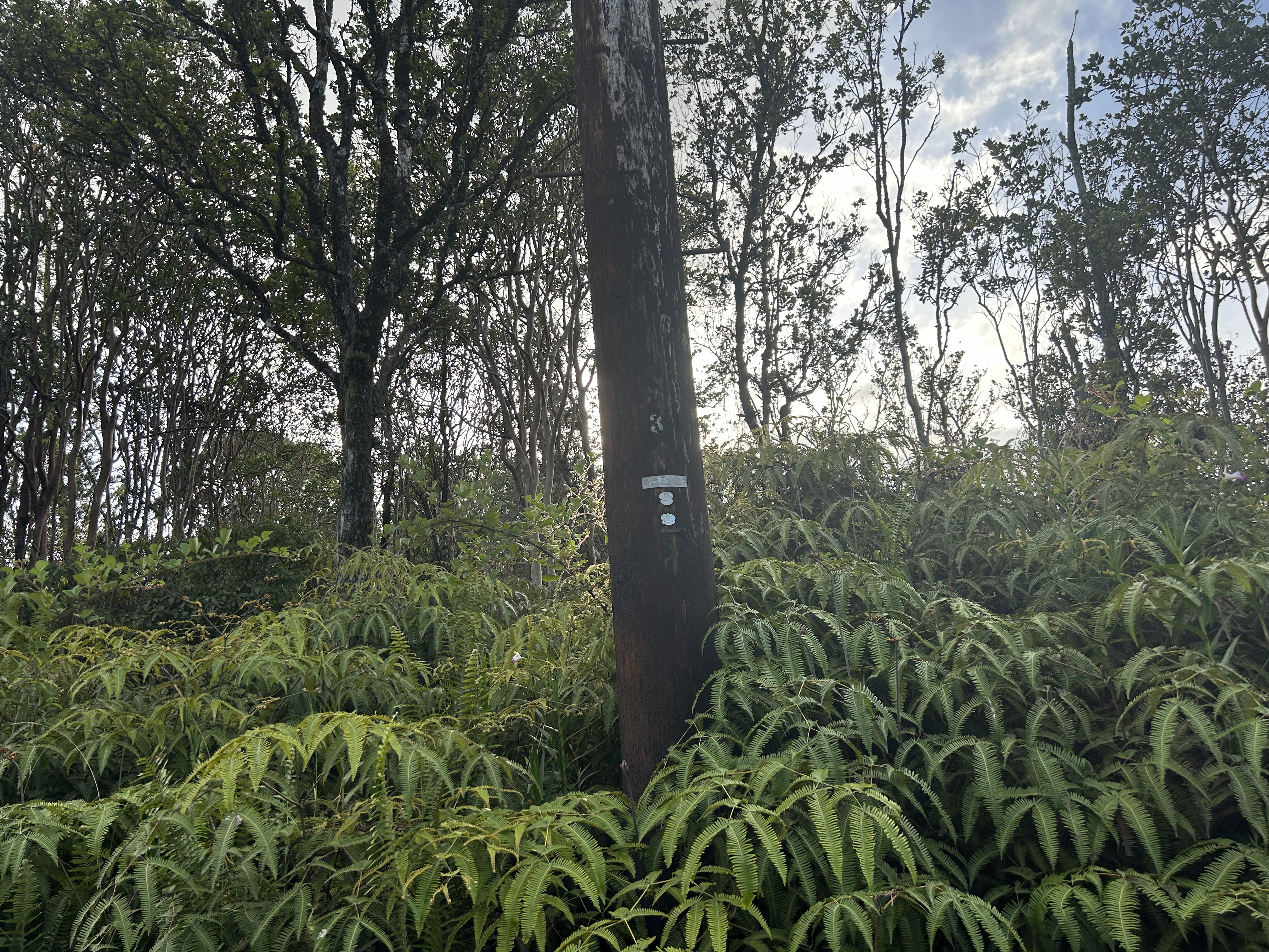 19 Mailenani Road Mountain View, HI 96771 - Photo 4 of 8