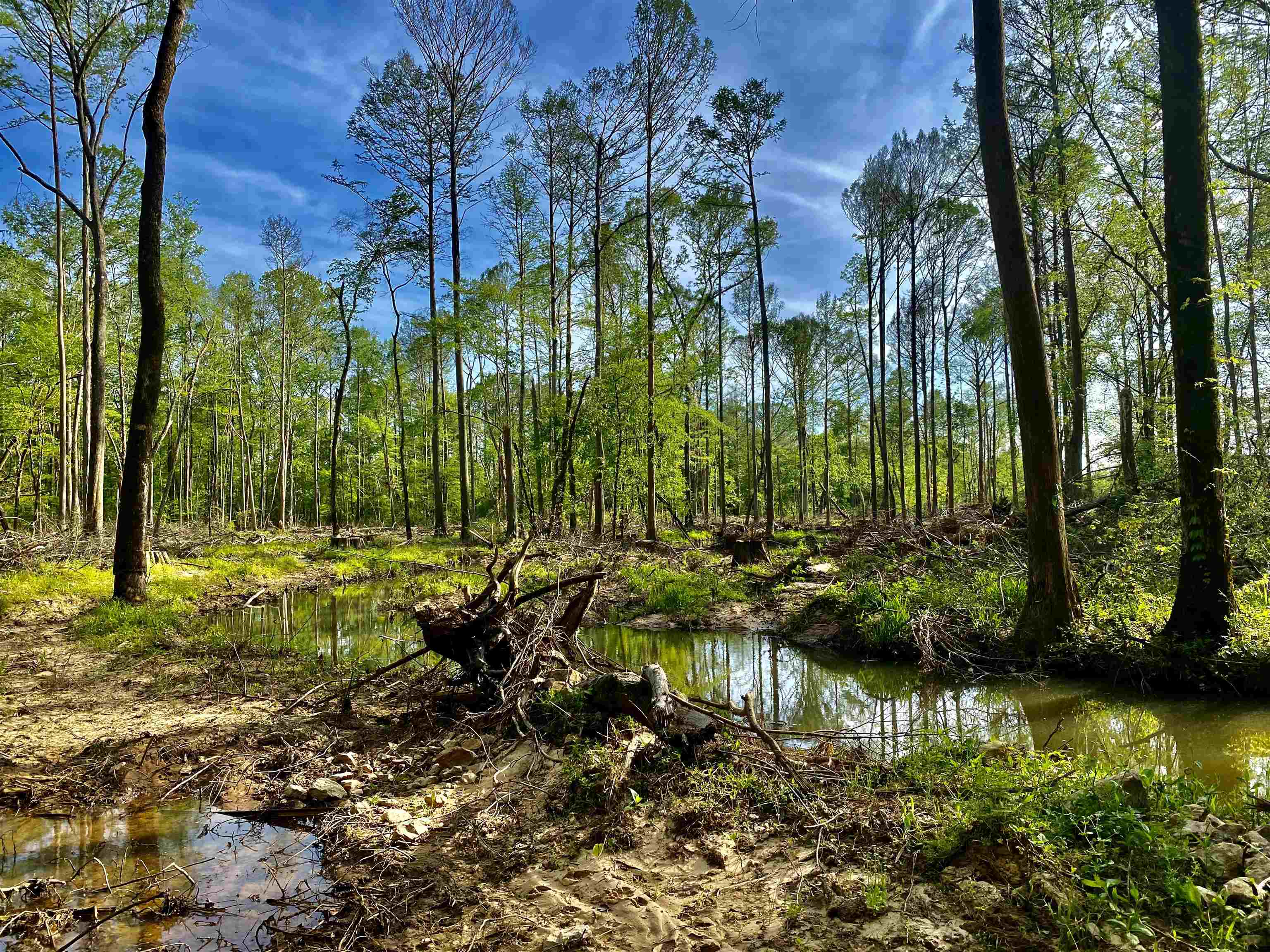 590-acres Early Grove Road Lamar, MS 38642 - Photo 12 of 39 Gallery Image 12