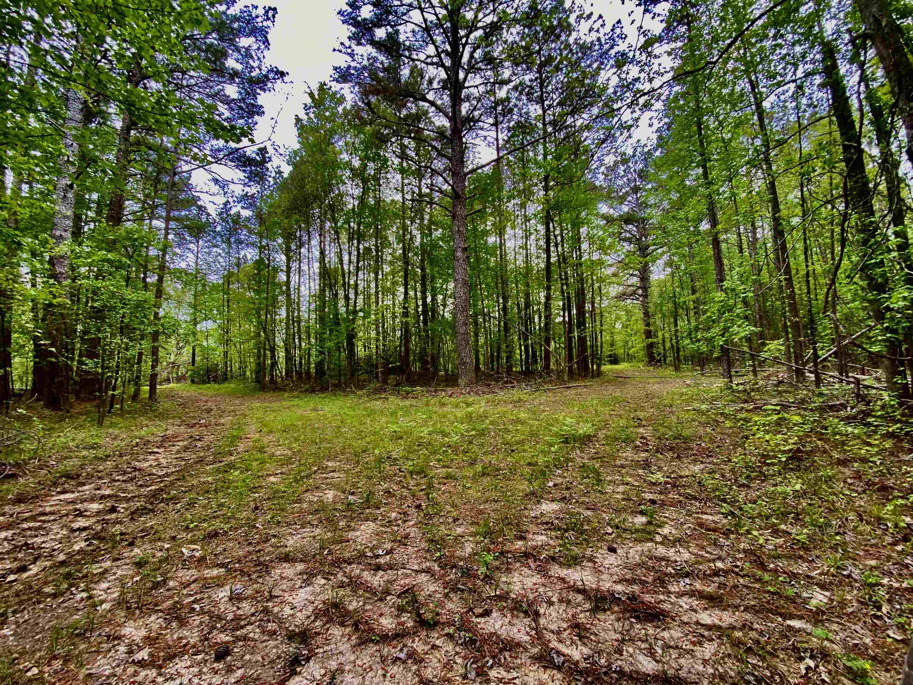 590-acres Early Grove Road Lamar, MS 38642 - Photo 29 of 39 Gallery Image 29