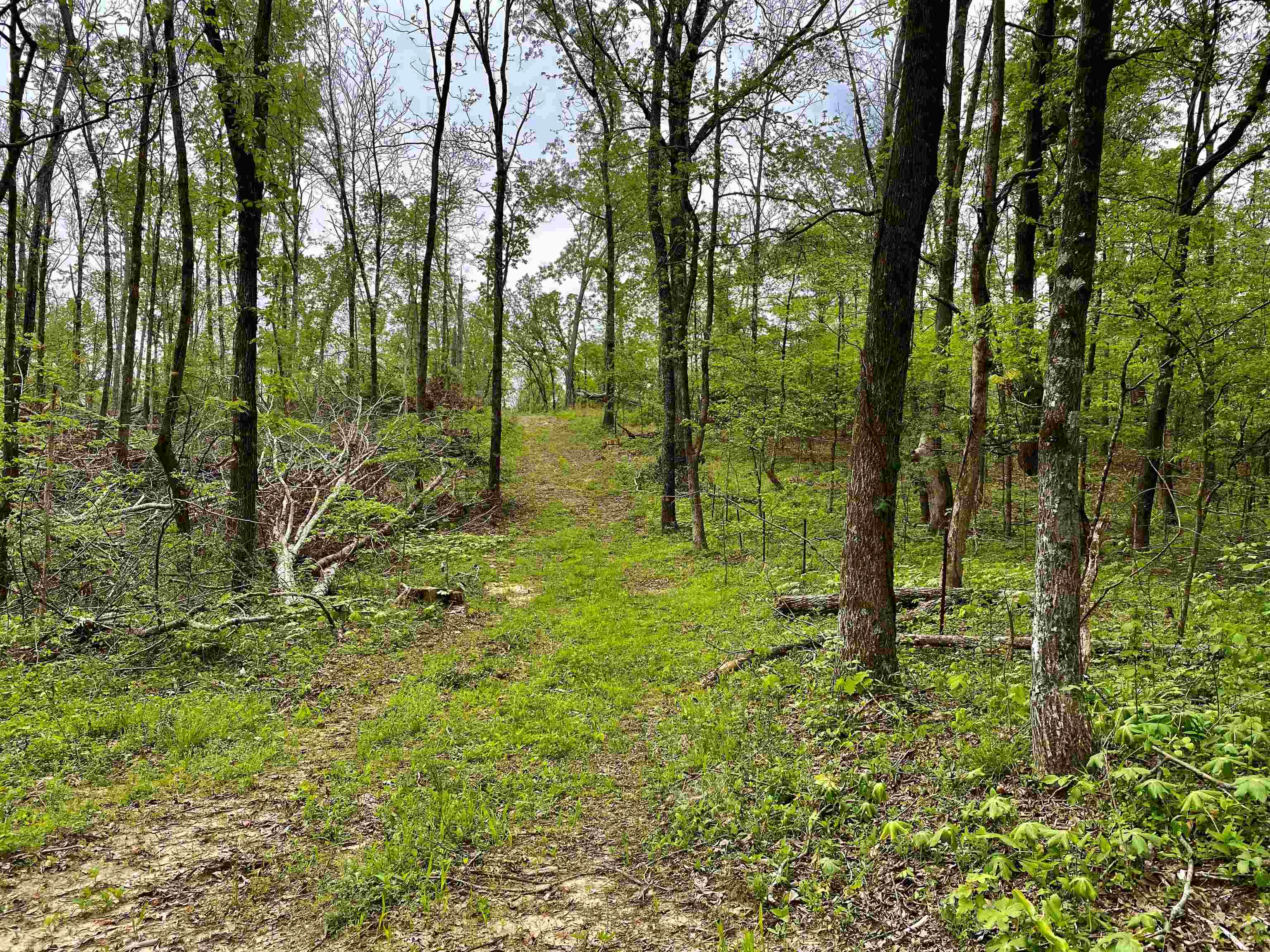 590-acres Early Grove Road Lamar, MS 38642 - Photo 30 of 39 Gallery Image 30