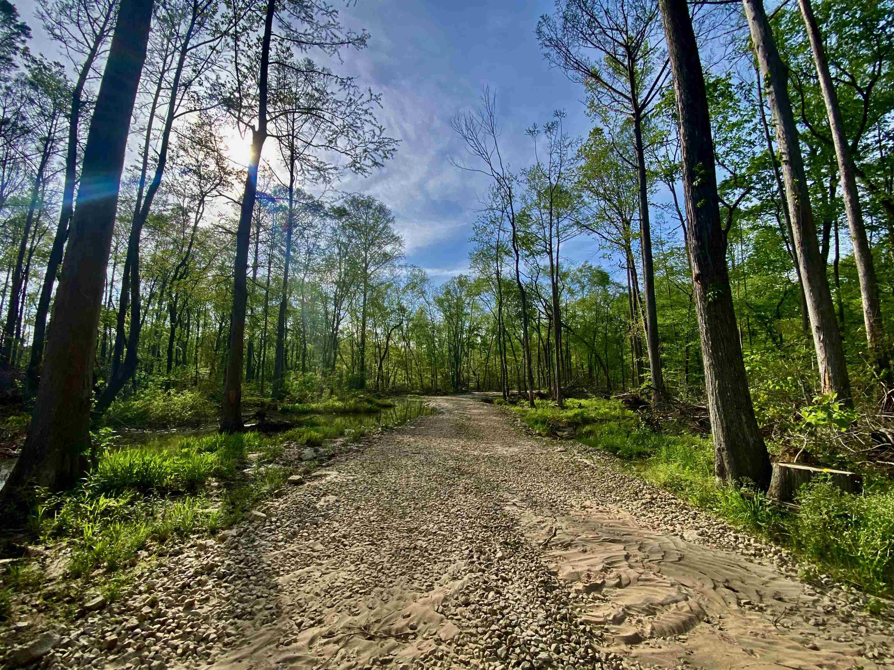 590-acres Early Grove Road Lamar, MS 38642 - Photo 10 of 39 Gallery Image 10