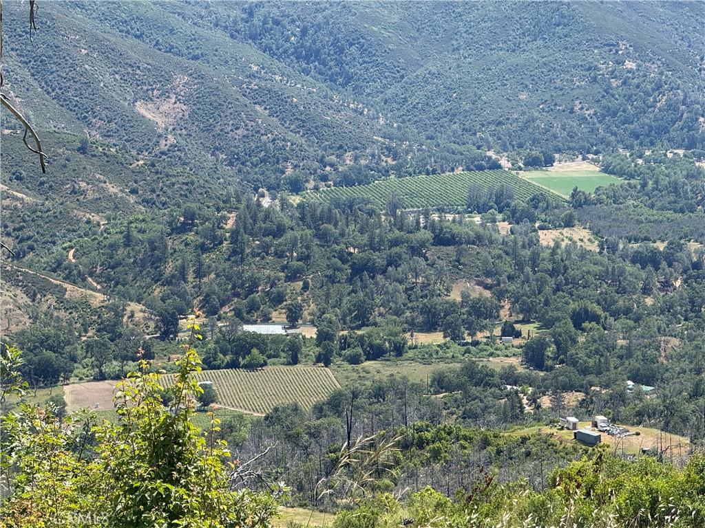 1833 Hunter Point Road Upper Lake, CA 95485 - Photo 5 of 20 a view of a forest with a yard and large tree