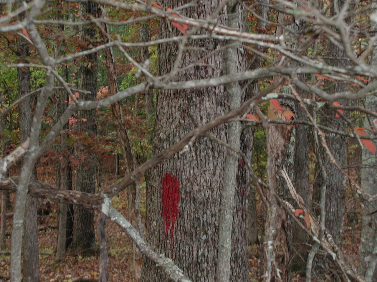 3502 Peaceful Valley Road New Castle, VA 24127 - Photo 12 of 20 national forest boundary