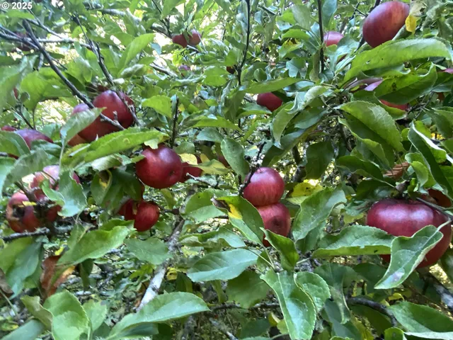 $1,200,000 | 30 Winchuck River Road, Brookings, OR 97415