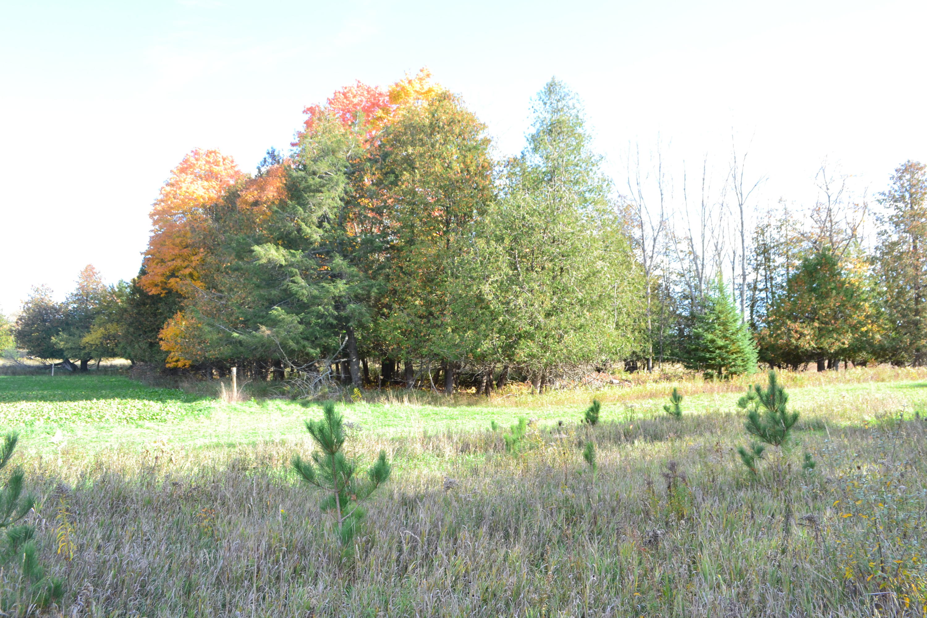 Lumsden Road Lachine, MI 49753 - Photo 11 of 14 Gallery Image 11