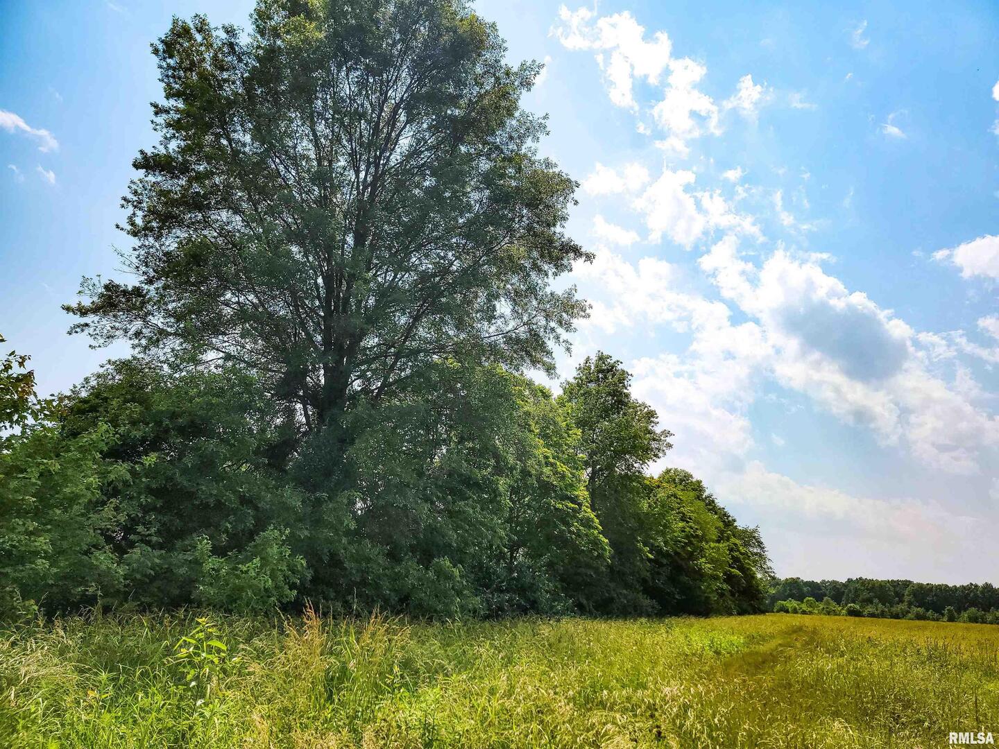 199 Hanging Rock Road Flora, IL 62839 - Photo 10 of 10 a view of a yard