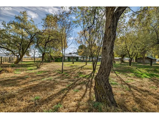 a view of yard with tree