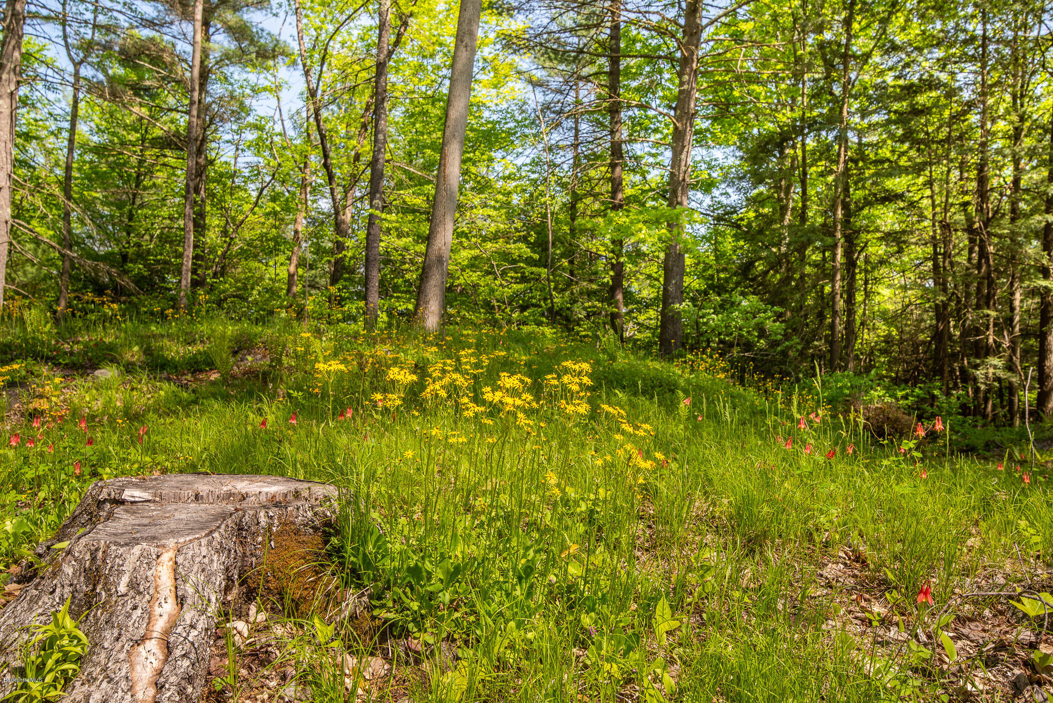 1 Campion Farms Road Stockbridge, MA 01262 - Photo 2 of 6 BEAUTIFUL NATURAL FEATURES